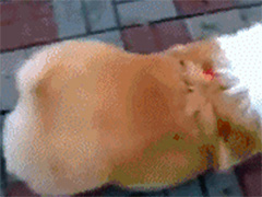 һͲ
